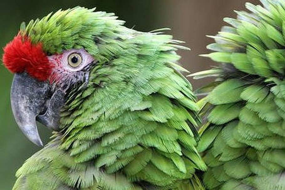 Zoo de La Flèche : descriptif et infos pratiques
