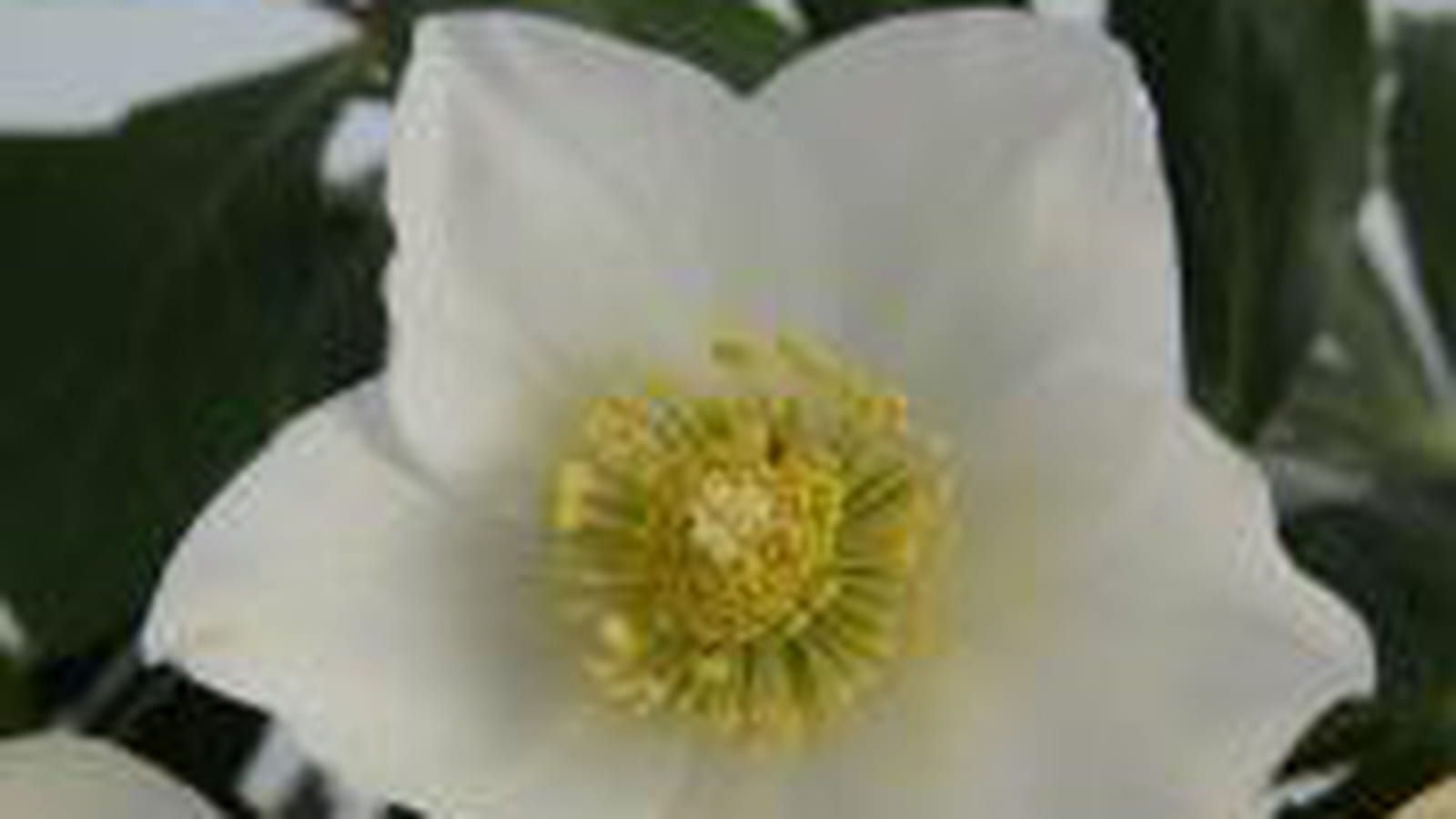 Helleborus niger