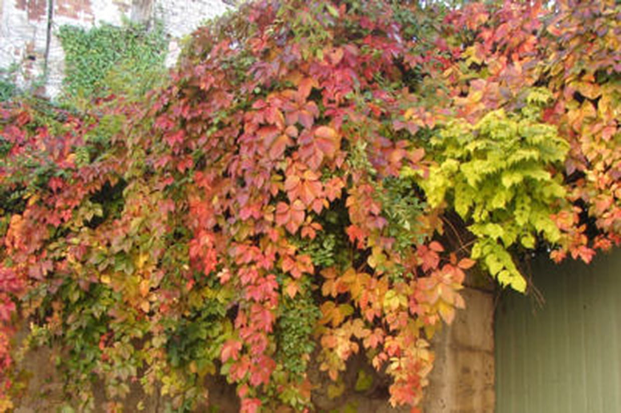 Vigne Vierge Plantation Entretien Et Taille De Cette Plante Grimpante