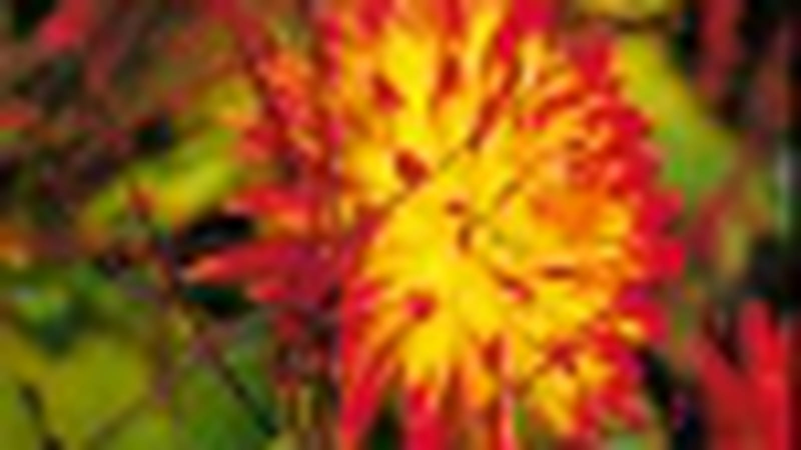 Dahlia