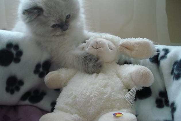 Un mouton pour compagnon de jeux