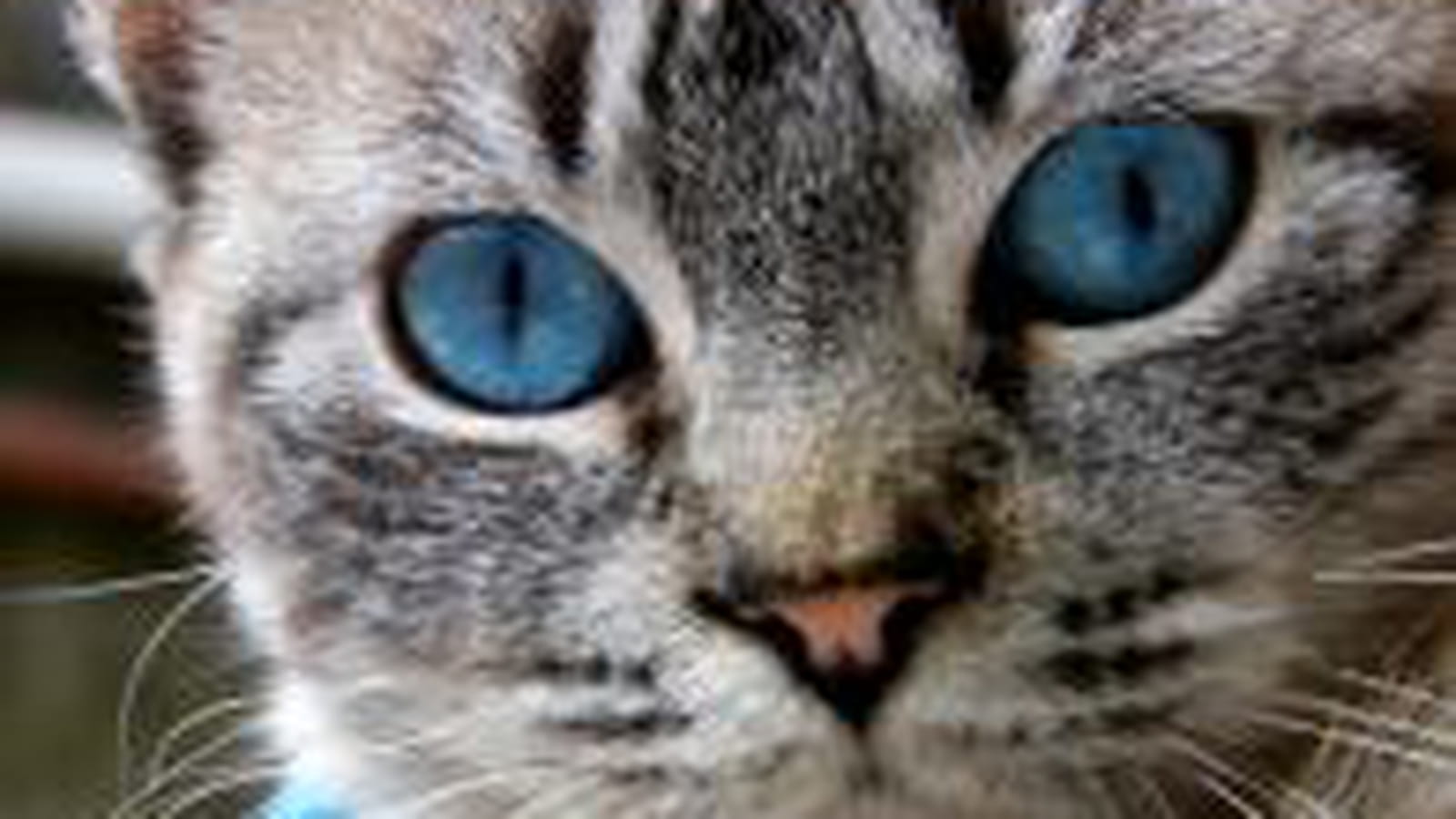 Luna, songeur