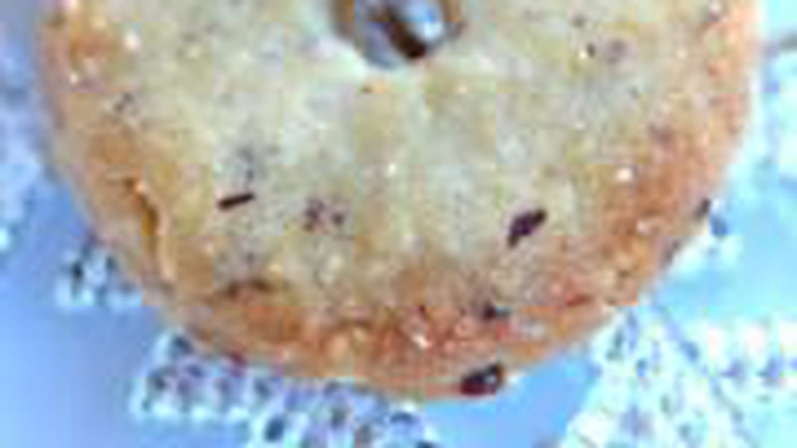 Sablés aux noisettes