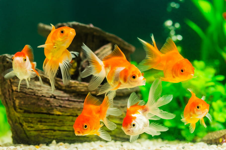 Animaux domestiques : des poissons aux gerbilles, le guide