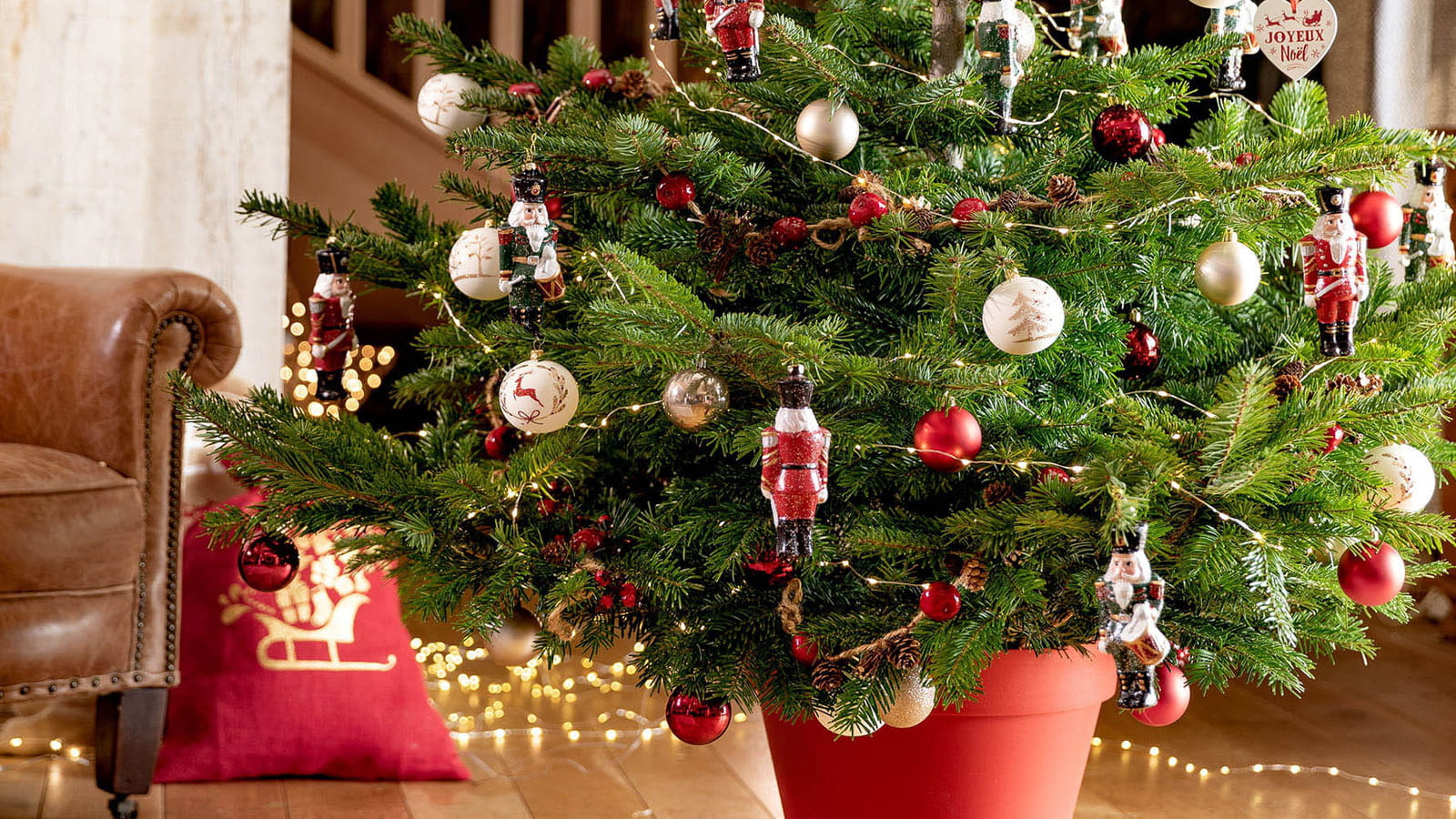 Sapin en pot