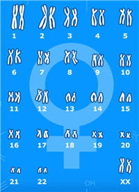 le caryotype (la carte des chromosomes d'un individu) est aussi indispensable