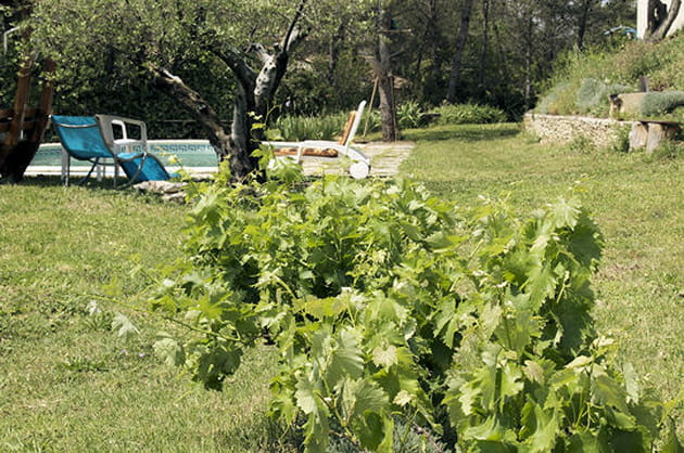 La vigne pour la déco et le raisin