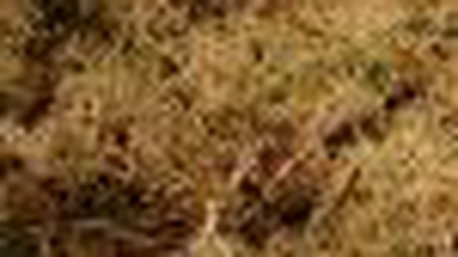 Lichen naturel
