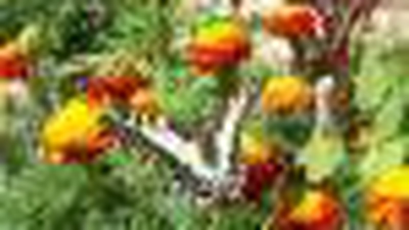 Jardin aux papillons
