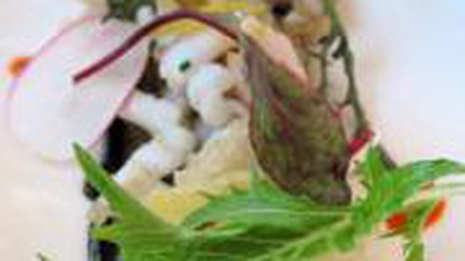 Chipirons au citron confit