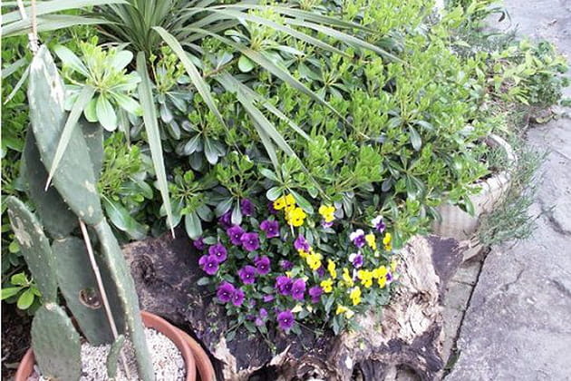 Des plantes &agrave; en perdre la t&ecirc;te