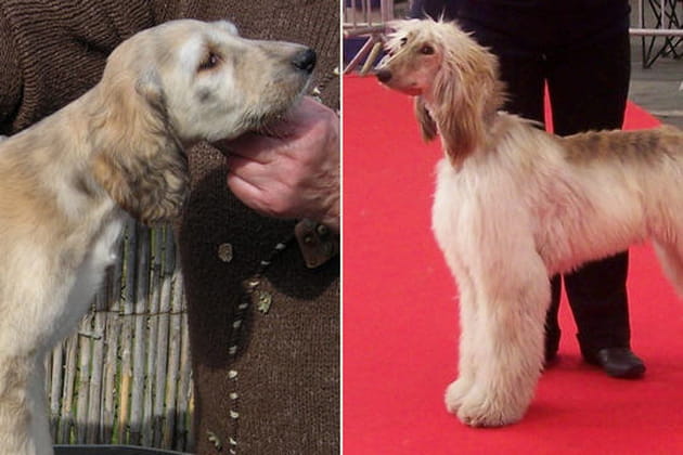 Le l&eacute;vrier afghan