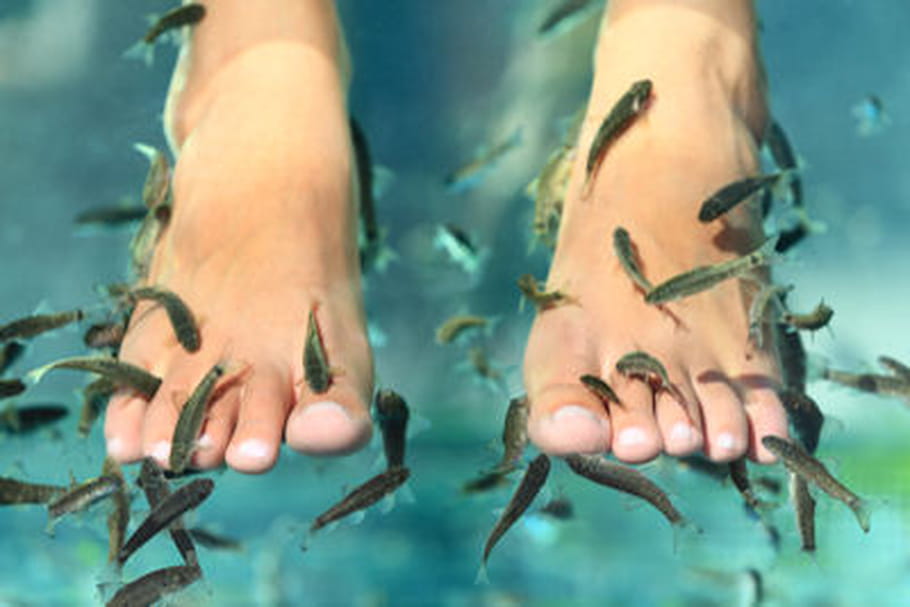 "Fish pedicure", une pratique risquée ?