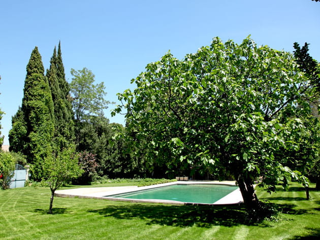 Piscine au figuier