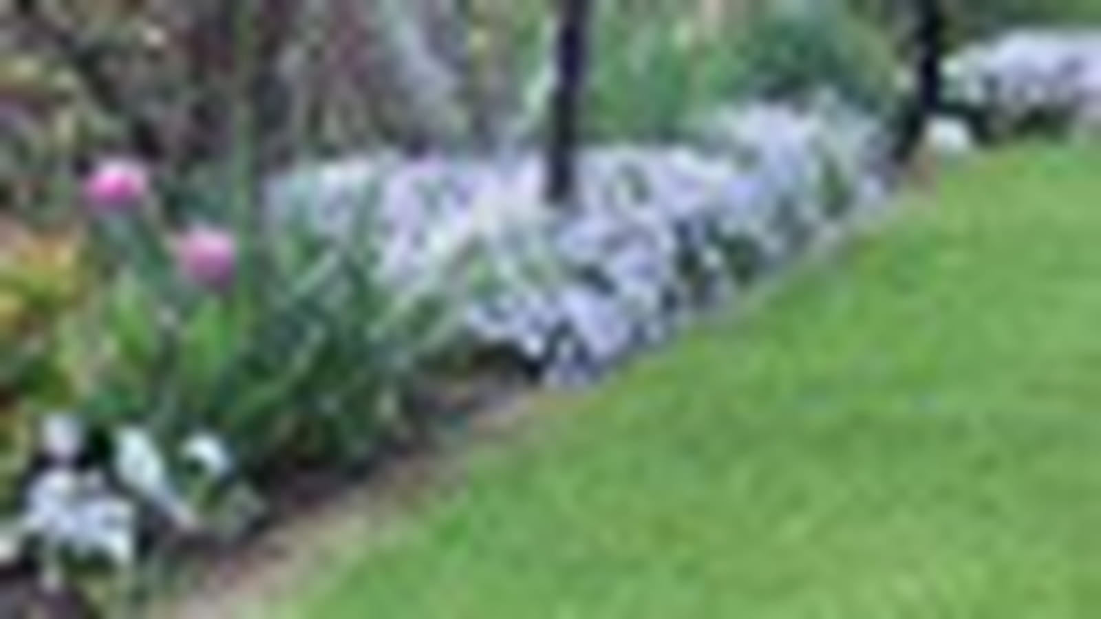 Sous-bois fleuri