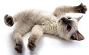 bouilles de chatons. 