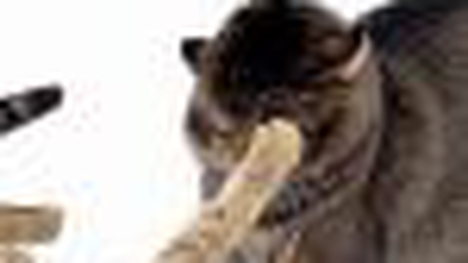 Chipie, tabby, et Mowgli