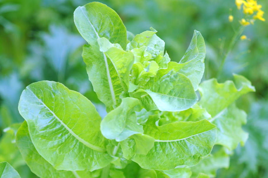 Montee En Graines Pourquoi Et Quelles Plantes Subissent La Montaison