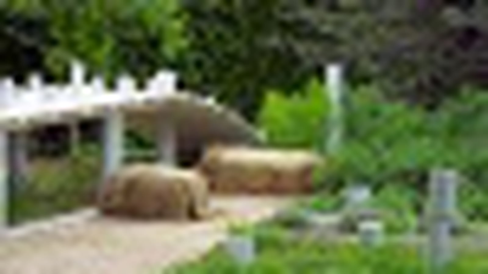 Le jardin qu'on mange