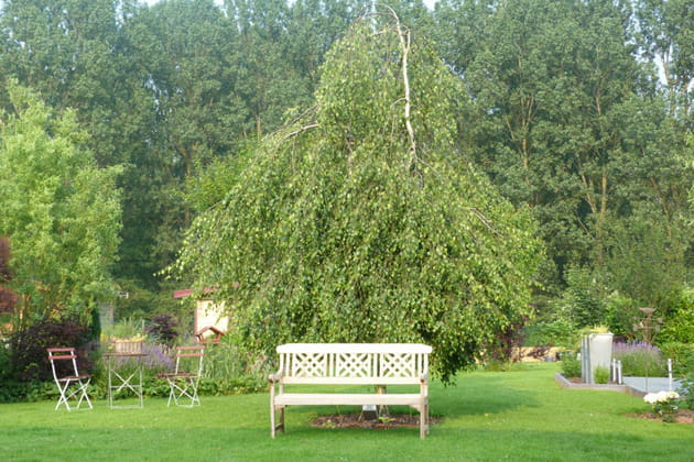 Peuplier pleureur, le premier arbre planté
