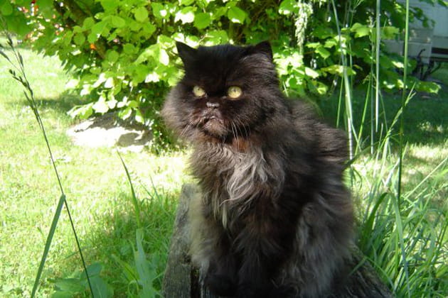 Princesse Néfertiti de Chahincha