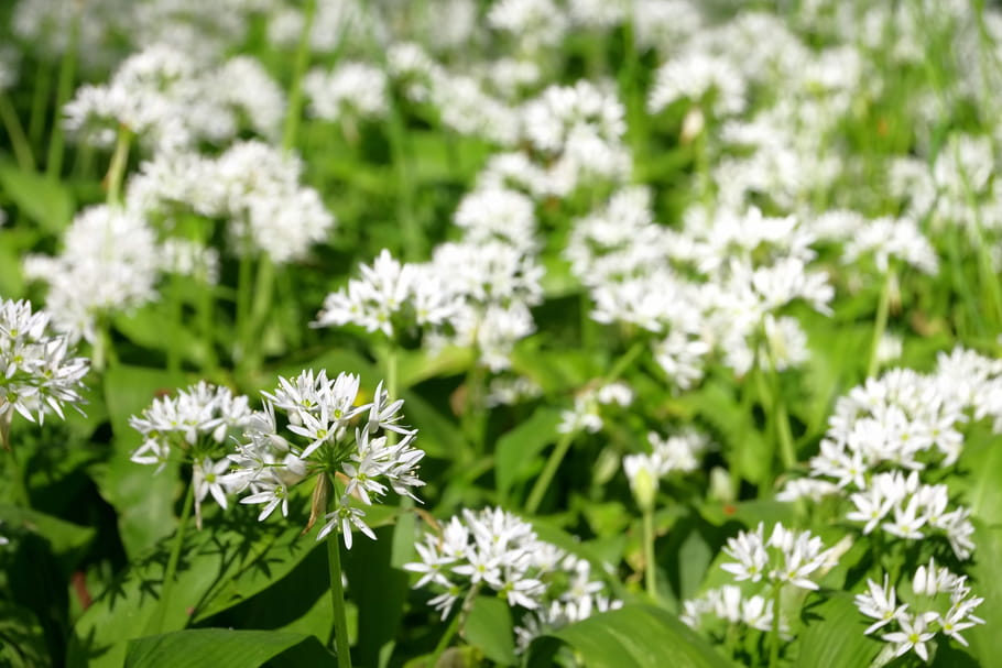 Ail des ours