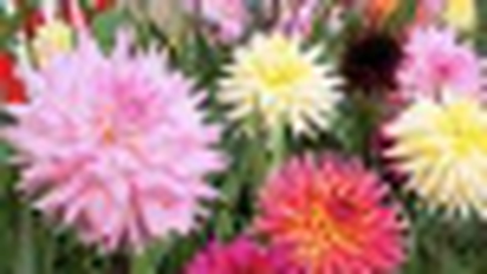 Dahlias rosés