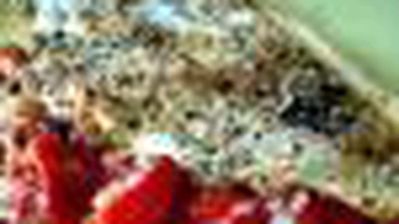 Herbes