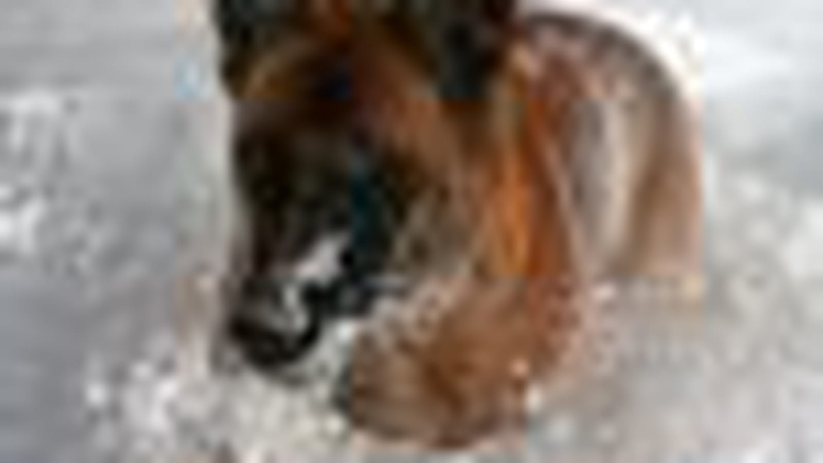 Le Malinois