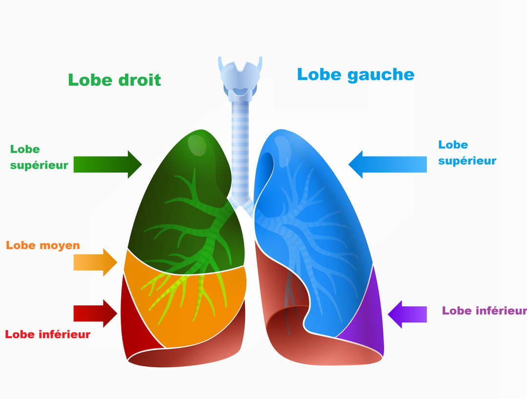 Lobule Pulmonaire D finition R le Nombre Sch ma Lobule Pulmonaire D finition R le Nombre Sch ma
