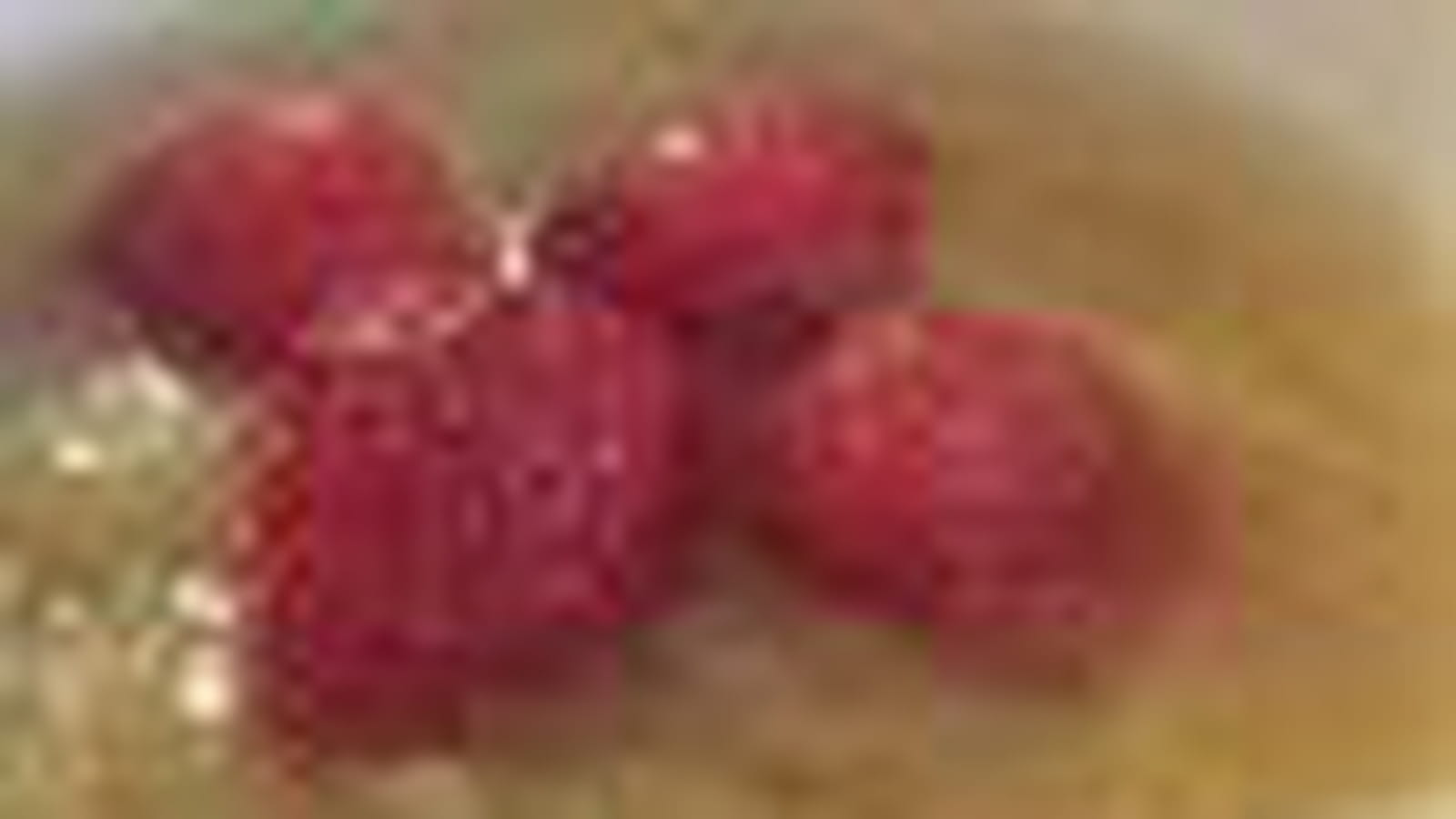 Rhubarbe