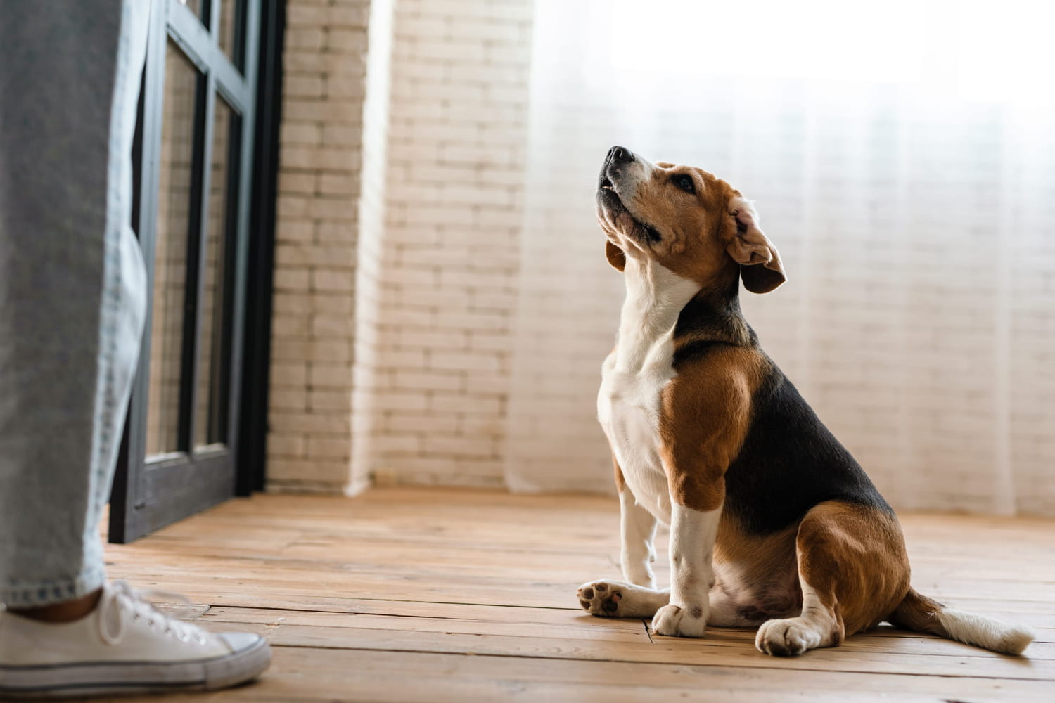 This common gesture prevents a dog from truly obeying, here’s how to do it This common gesture prevents a dog from truly obeying, here’s how to do it