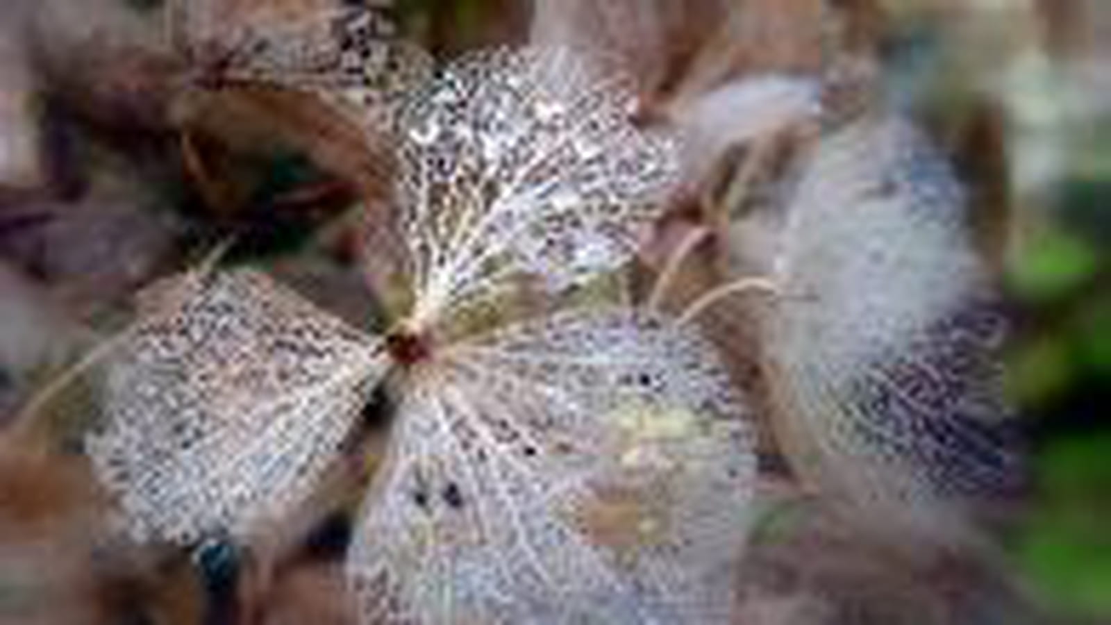 Dentelle d'hortensia