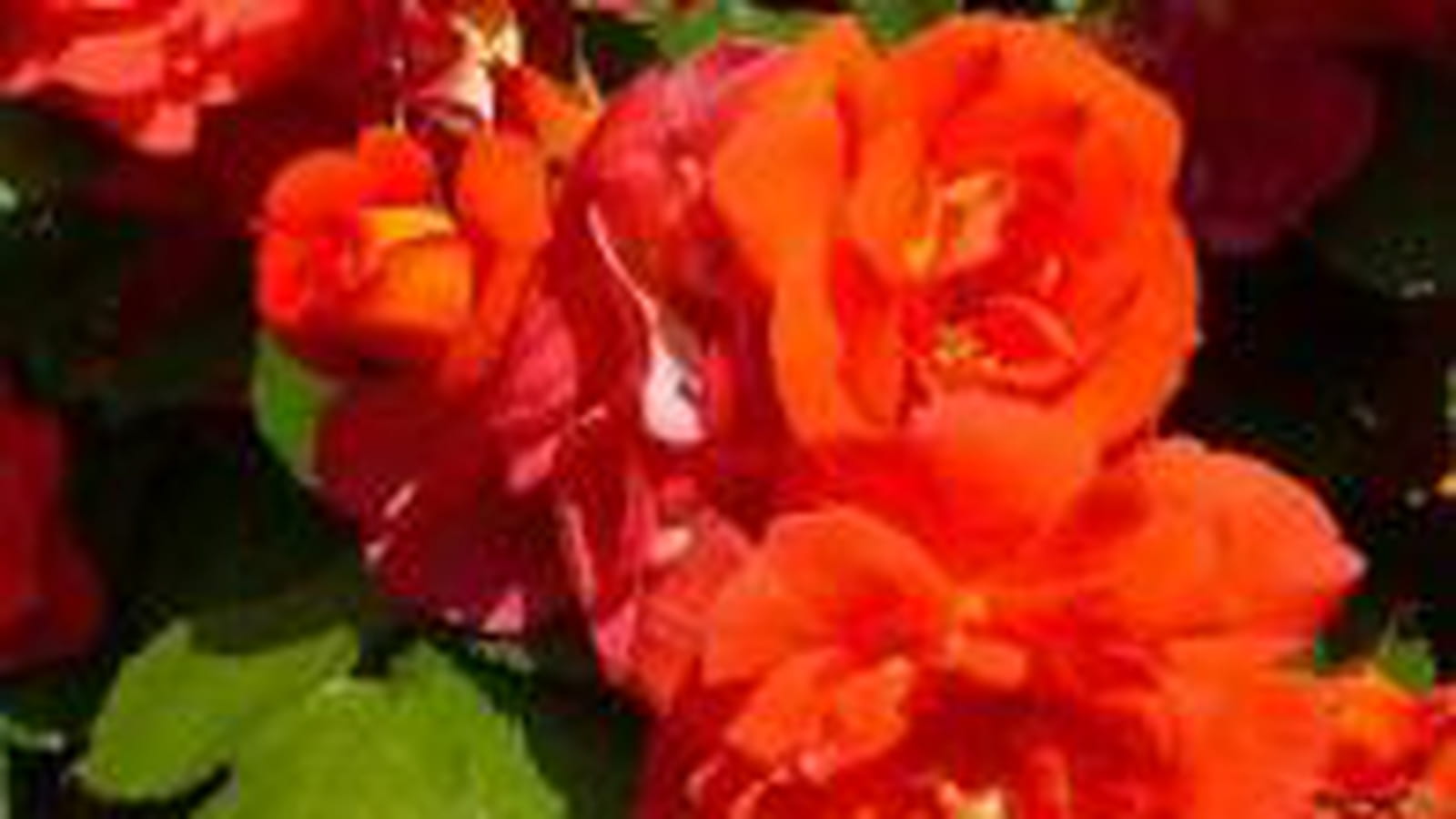 Rosier Arielle Dombasle ® Meihourag