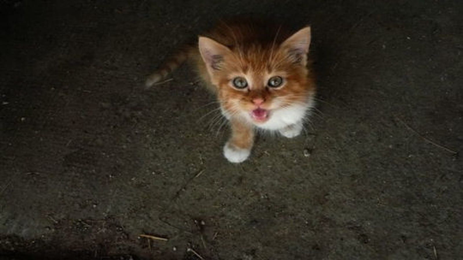 Caramel
