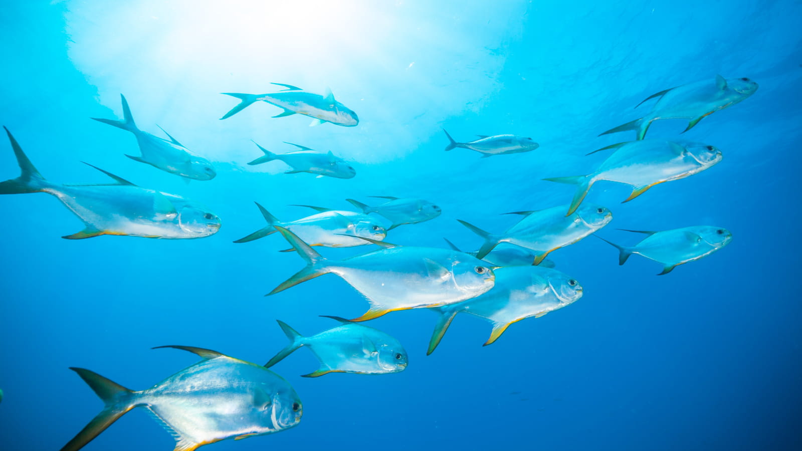 Les poissons ont des chagrins d’amour