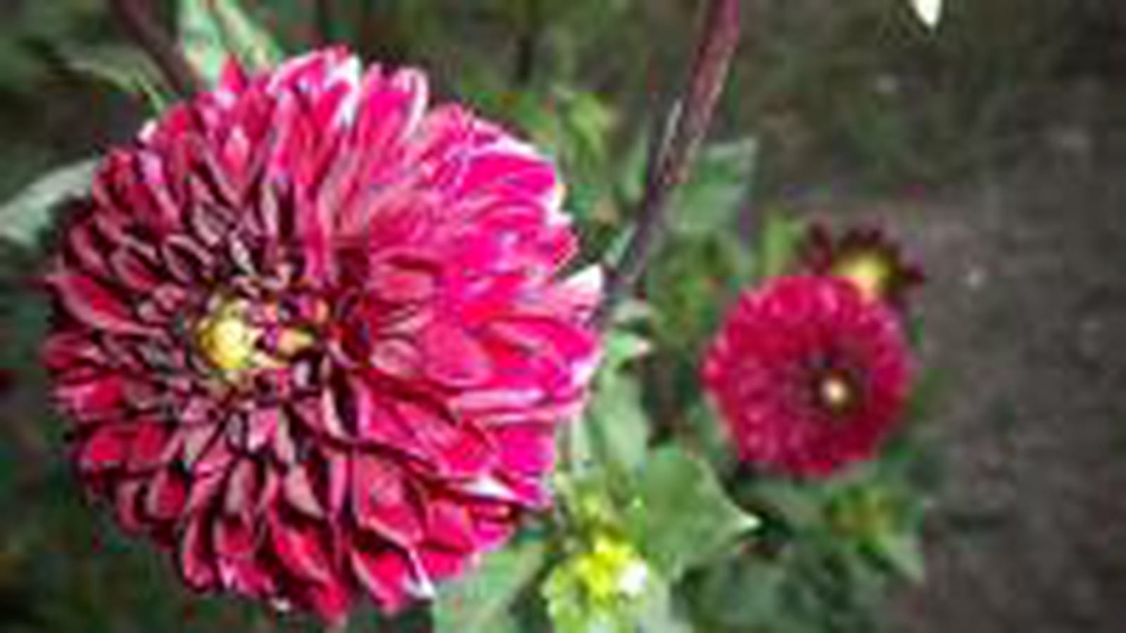 Dahlia rose fuschia