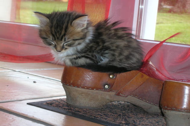 Dans les bras de Morph&eacute;e