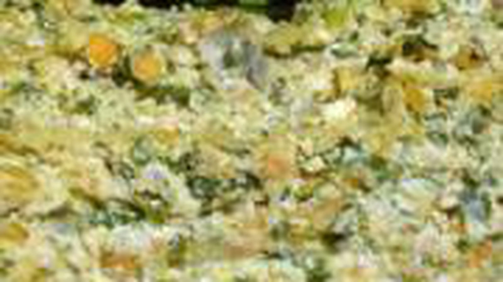 Terrine de lentilles aux épinards et Ricotta 