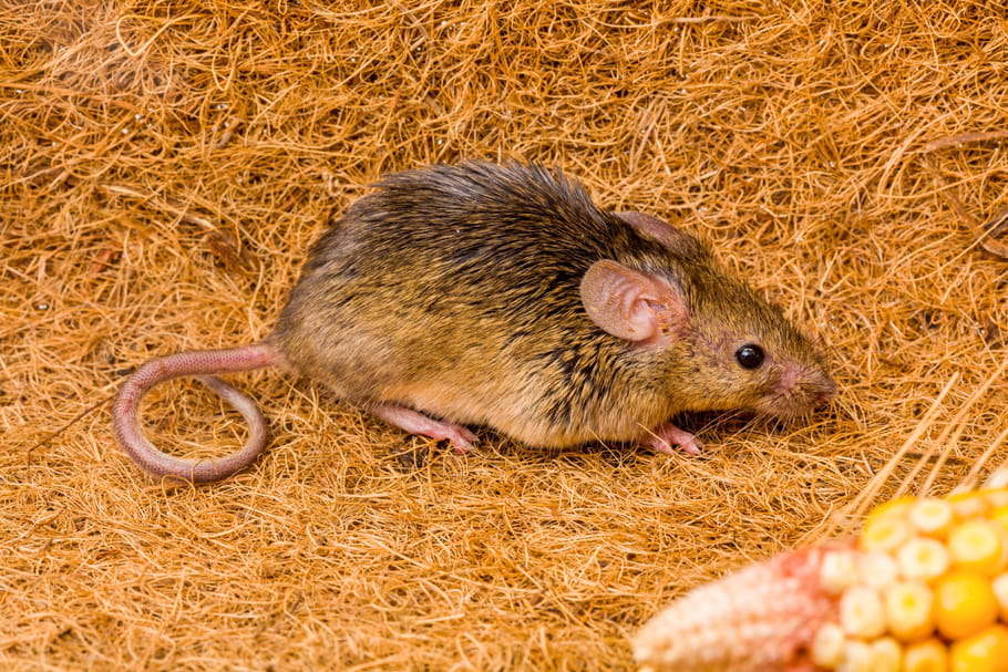 Souris