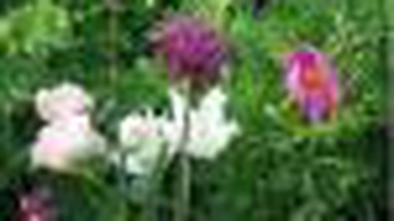 Tulipes, alliums et pivoine