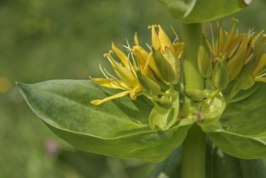 Gentiane (jaune) : plante médicinale ou toxique ?
