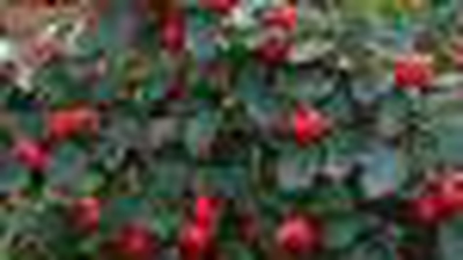 Cotonéaster