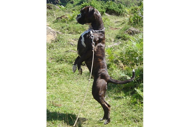 Sur la pointe des pieds