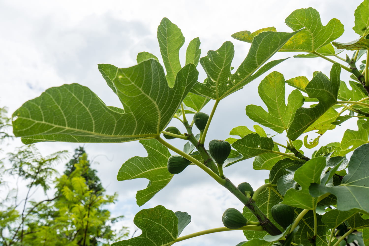Figuier Vari t s Plantation Entretien Et Taille Du Ficus Carica