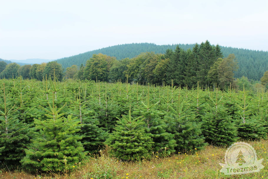 Botanic et Treezmas : ils réinventent Noël !
