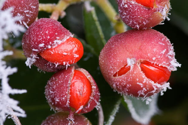 F&eacute;erie hivernale