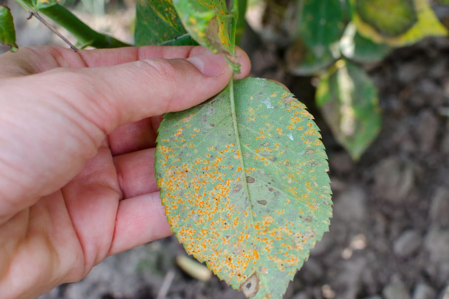 Ces fongicides naturels utiles au jardin