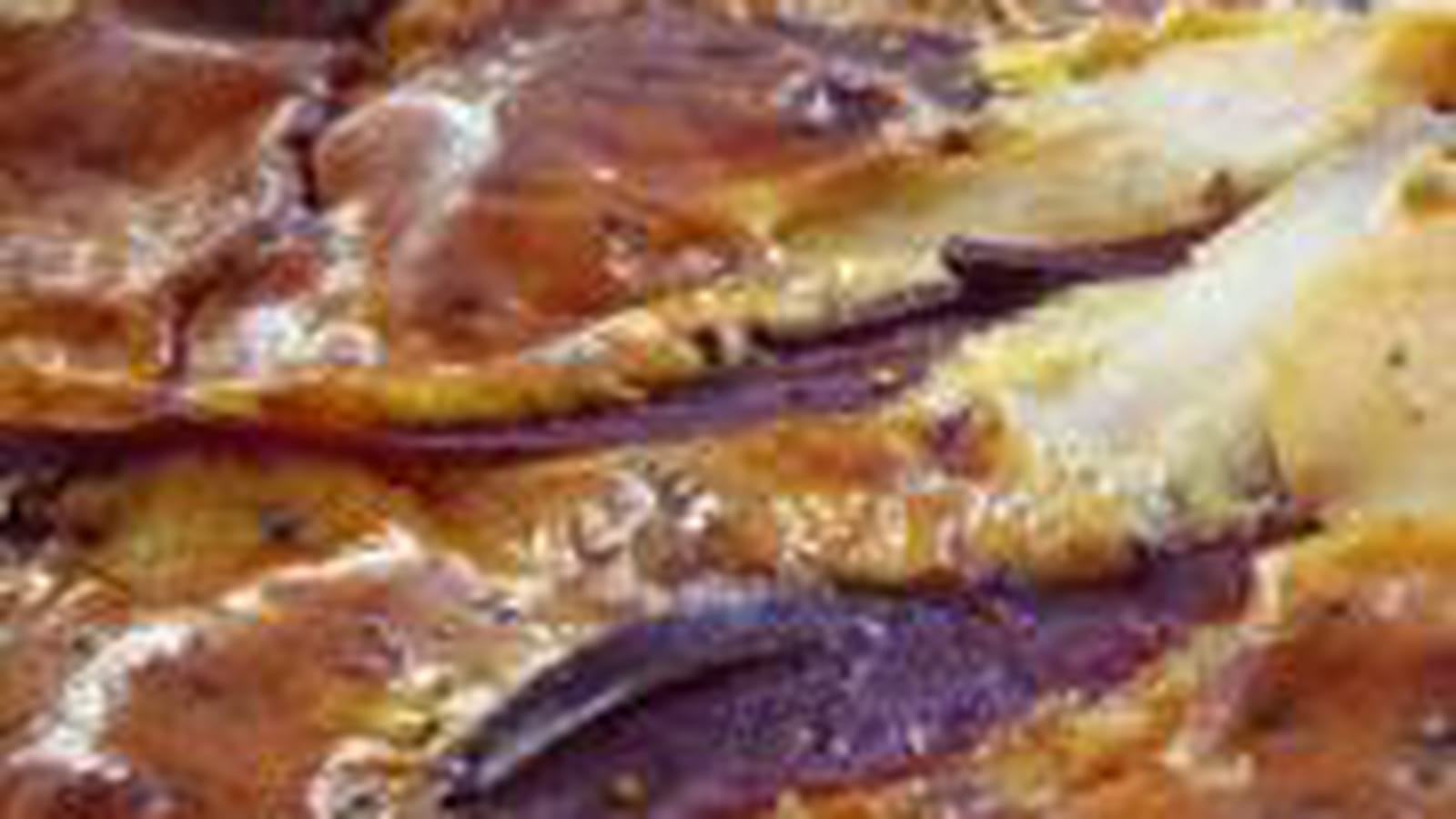 Quiche au bleu et au canard