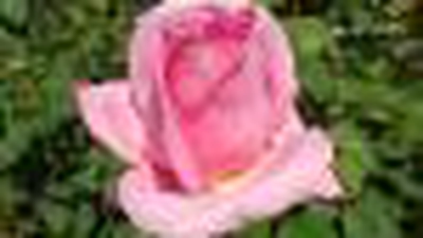 Jardins de Villandry ® Delrovrai